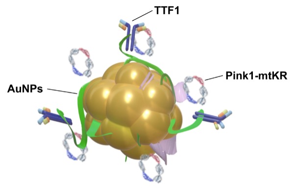 Fig 1. Schematic diagram of AuNPs-TTF1-Pink1-mtKR (Crimson Crusader).