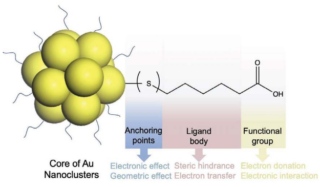 Fig 2. Schematic illustration of the three parts of the protecting ligands on AuNCsurface. Mercaptohexanoic acid (MHA) is used as a ligand model