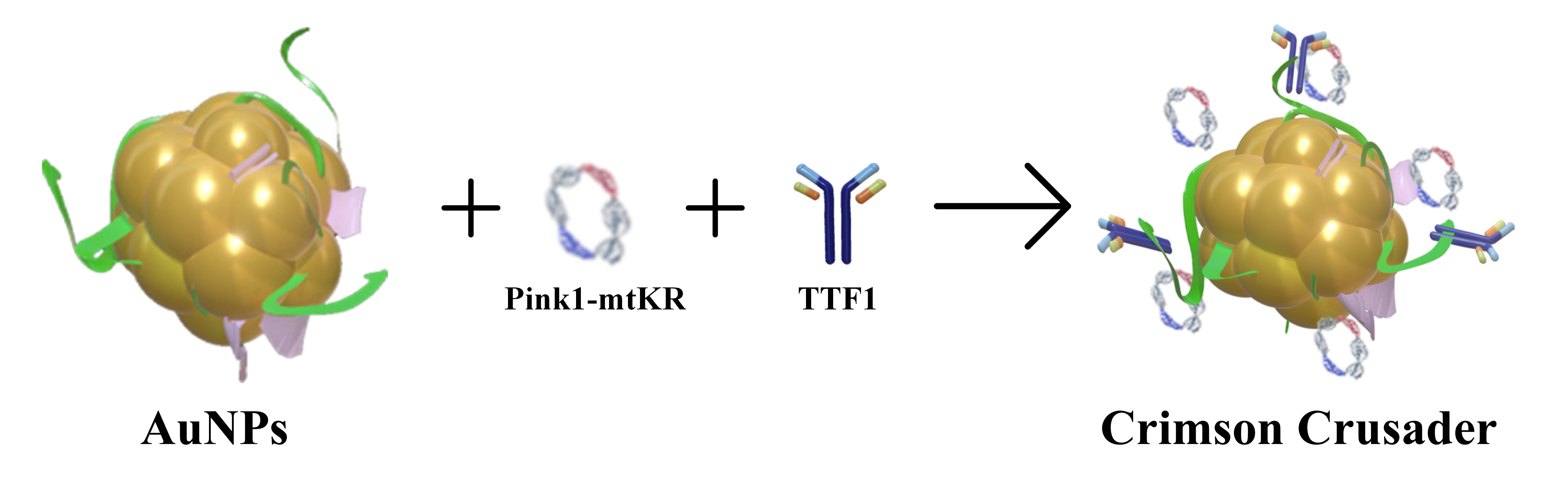 Fig 3. Construction of a multifunctional nanosystem Crimson Crusader for targeted therapy and radiotherapy sensitization of NSCLC