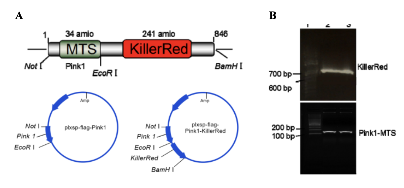 Fig 3. Development of vectors for mtKR.