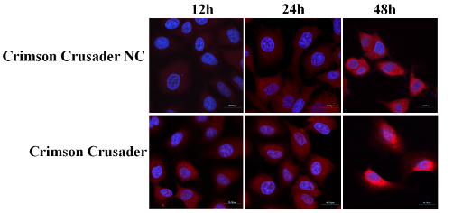 Fig 4.2 Stability Assay of Crimson Crusader in Cells