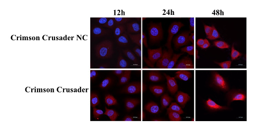 Fig. 5 Intracellular stability detection of Crimson Crusader