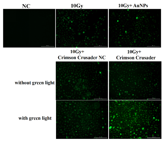 Fig. 6 The ROS levels induced by Crimson Crusader