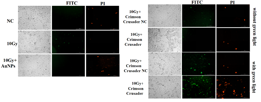 Fig. 7 The impact of KillerRed on A549 cell apoptosis detected by IF experiment